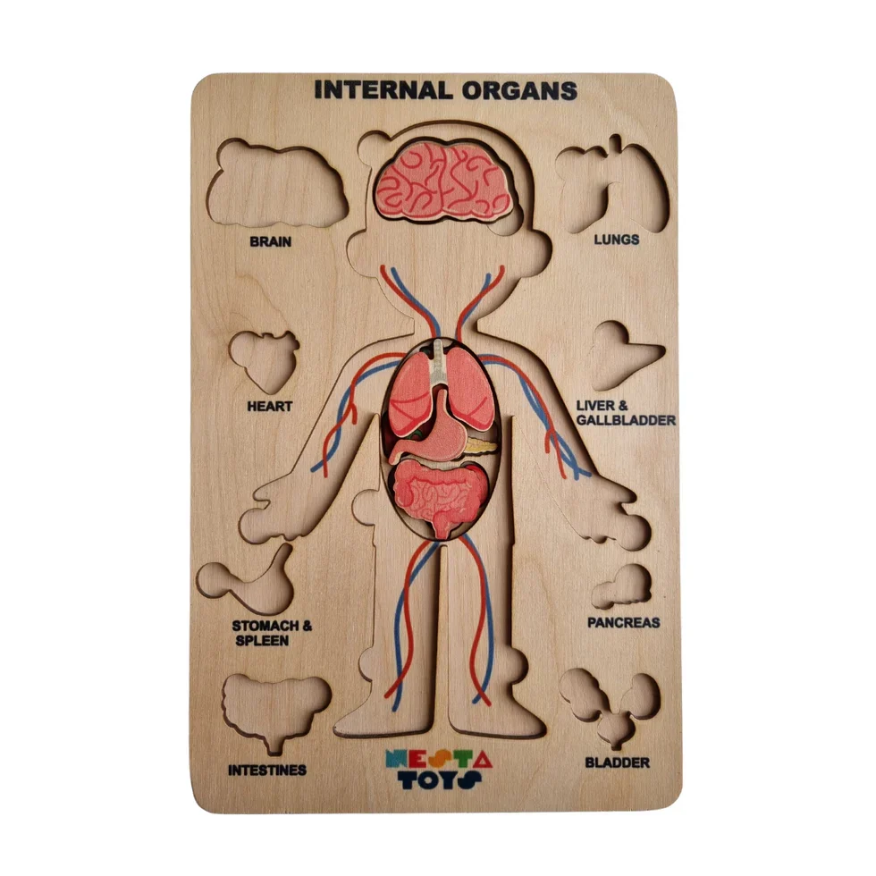 Human Body | Internal Organs Wooden Puzzle - Image 3